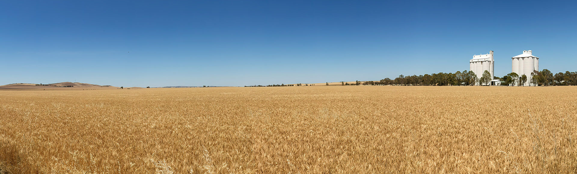 grain fields, silo's in distance