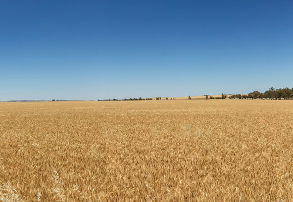 grain fields, silo's in distance